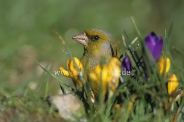 Fokus-Natur Bild