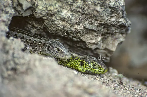 Fokus-Natur Bild