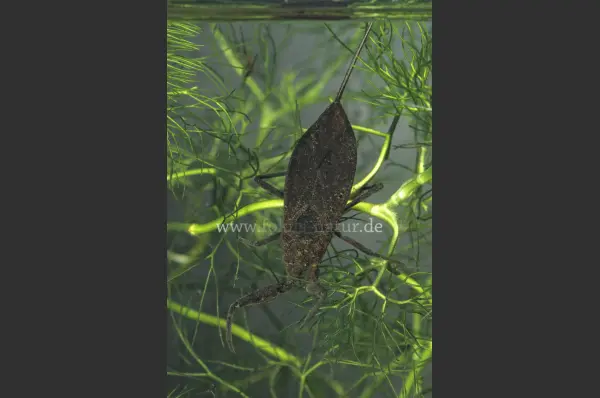 Fokus-Natur Bild