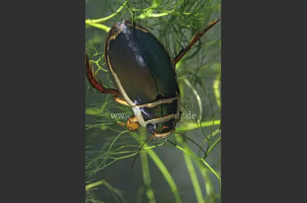 Fokus-Natur Bild