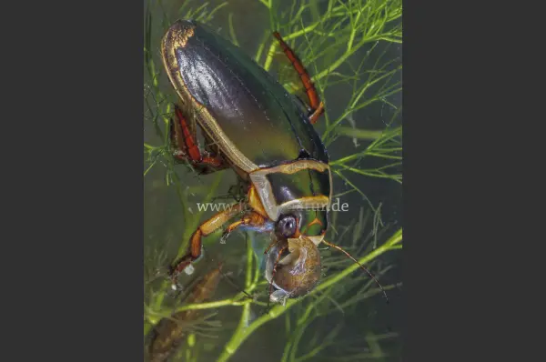 Fokus-Natur Bild