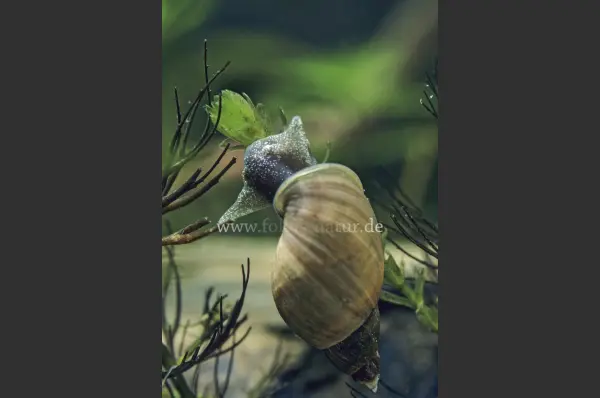 Fokus-Natur Bild