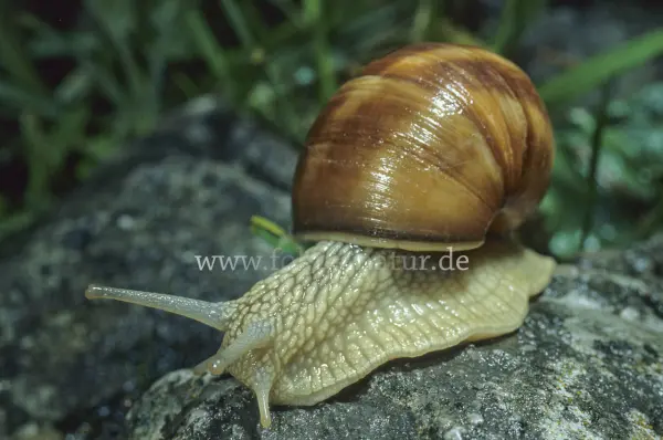 Fokus-Natur Bild