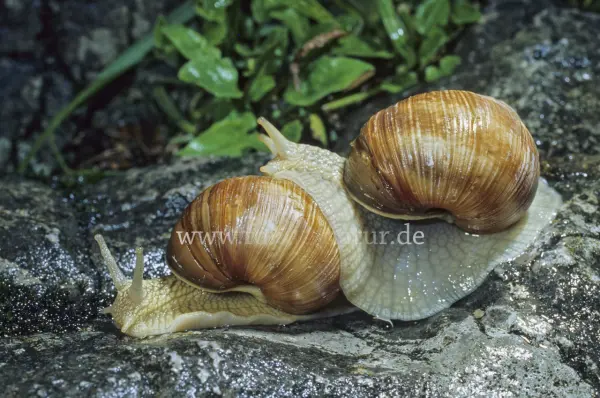 Fokus-Natur Bild