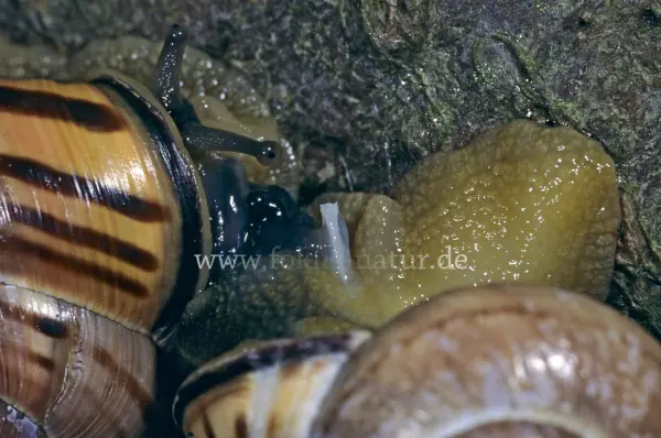 Fokus-Natur Bild