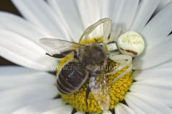 Fokus-Natur Bild
