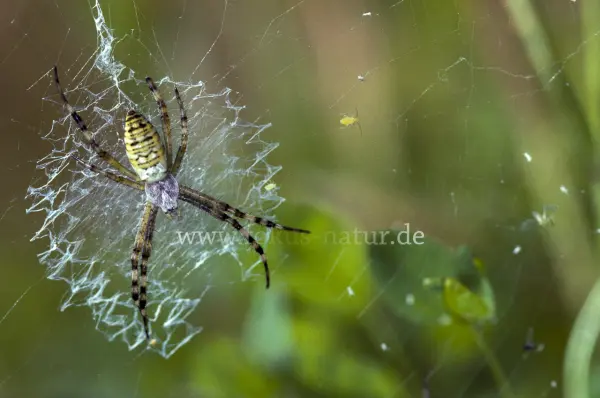 Fokus-Natur Bild