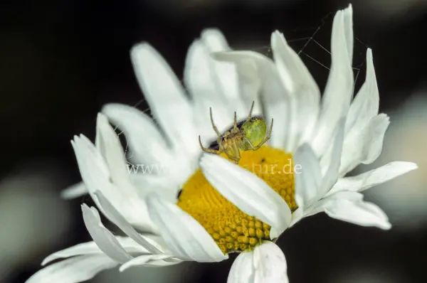 Fokus-Natur Bild