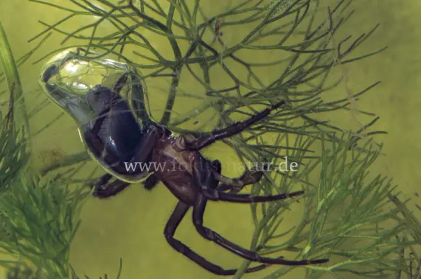 Fokus-Natur Bild