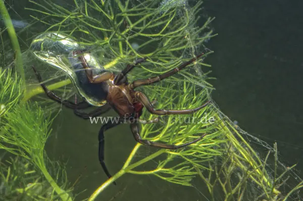 Fokus-Natur Bild