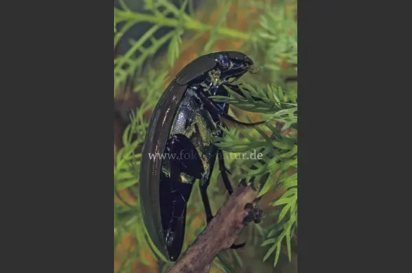 Fokus-Natur Bild