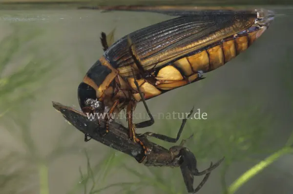 Fokus-Natur Bild