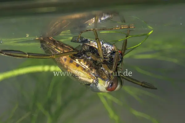 Fokus-Natur Bild