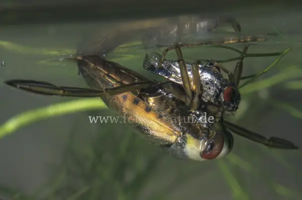 Fokus-Natur Bild