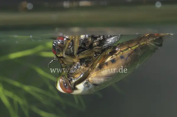 Fokus-Natur Bild