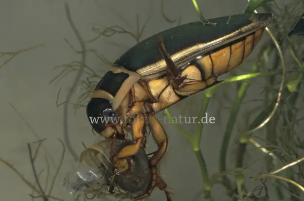 Fokus-Natur Bild