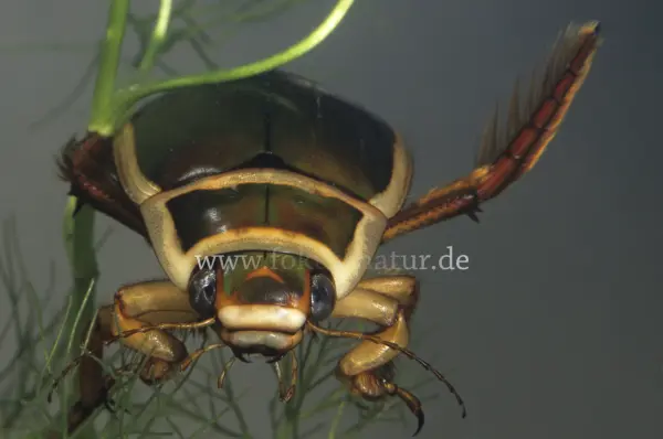 Fokus-Natur Bild
