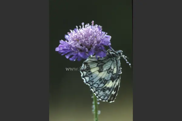 Fokus-Natur Bild