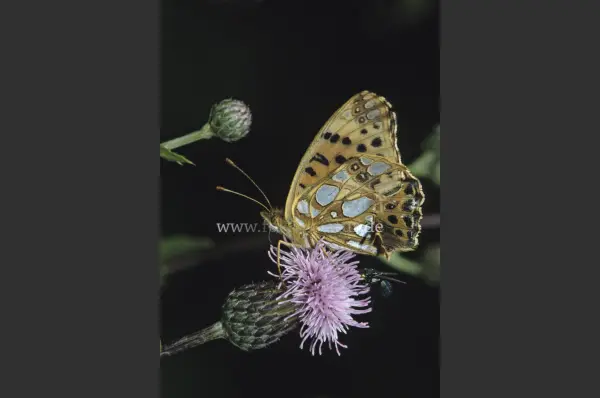 Fokus-Natur Bild