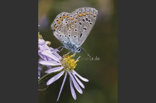 Fokus-Natur Bild