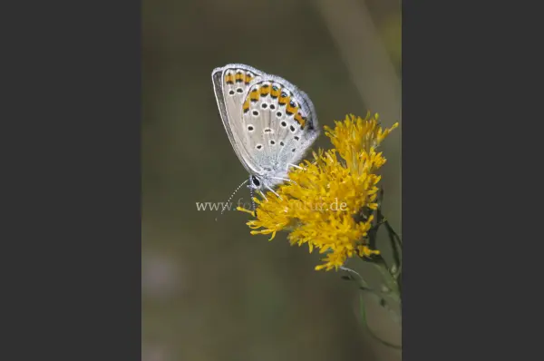 Fokus-Natur Bild