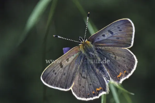 Fokus-Natur Bild