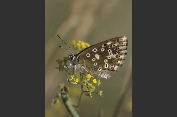 Fokus-Natur Bild