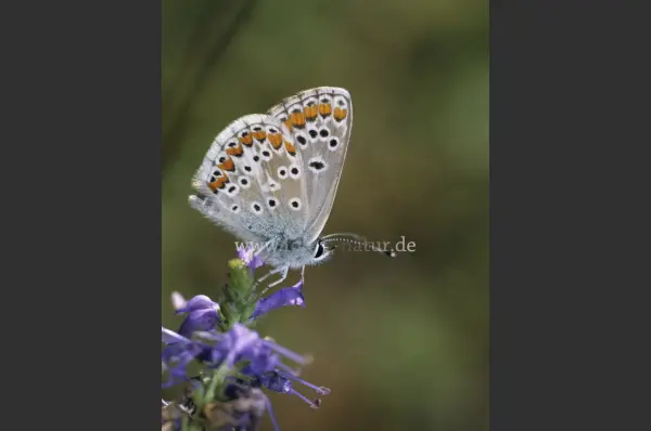 Fokus-Natur Bild