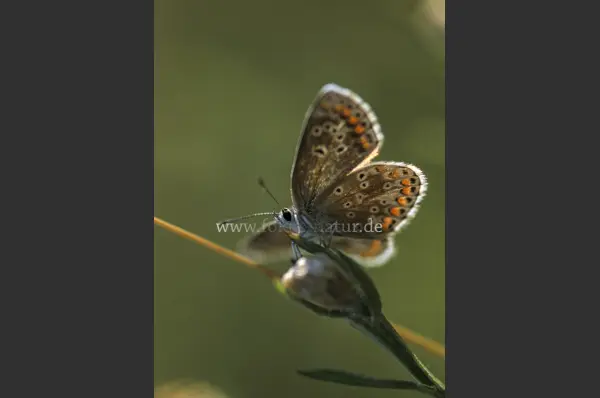 Fokus-Natur Bild