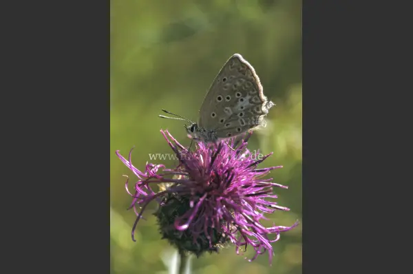 Fokus-Natur Bild
