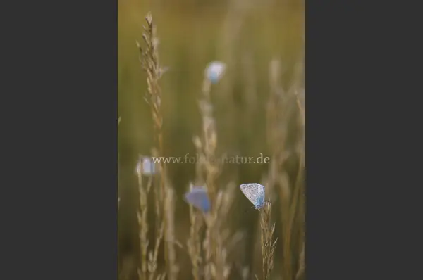 Fokus-Natur Bild