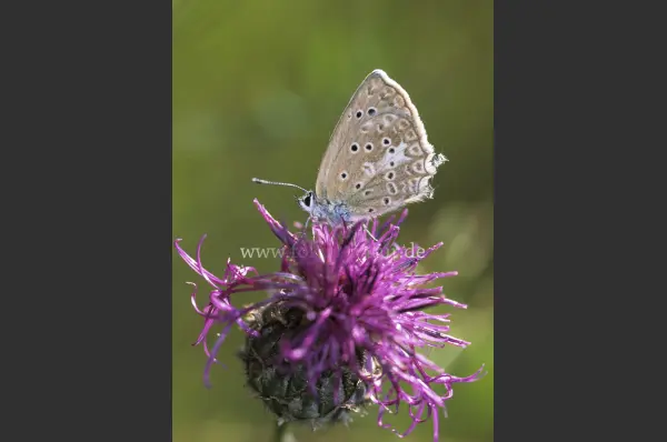 Fokus-Natur Bild