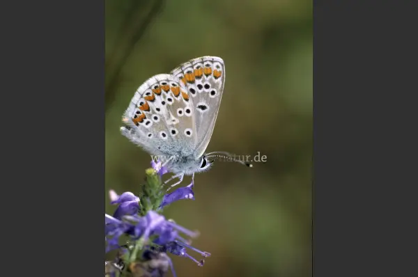 Fokus-Natur Bild