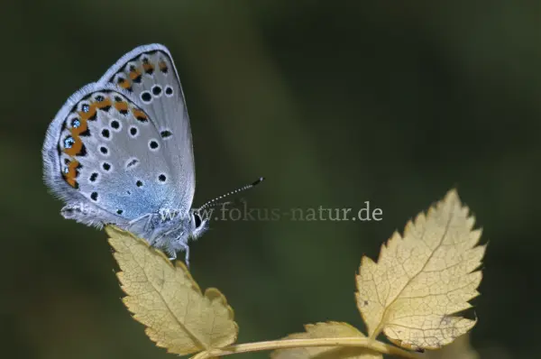 Fokus-Natur Bild