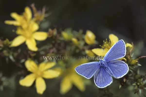 Fokus-Natur Bild