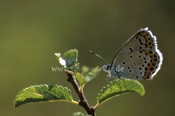 Fokus-Natur Bild