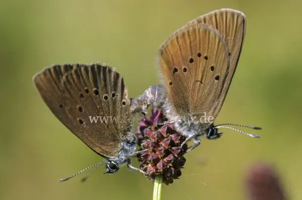 Fokus-Natur Bild