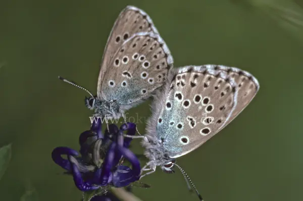 Fokus-Natur Bild