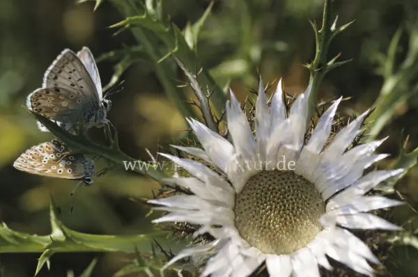 Fokus-Natur Bild
