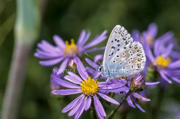 Fokus-Natur Bild