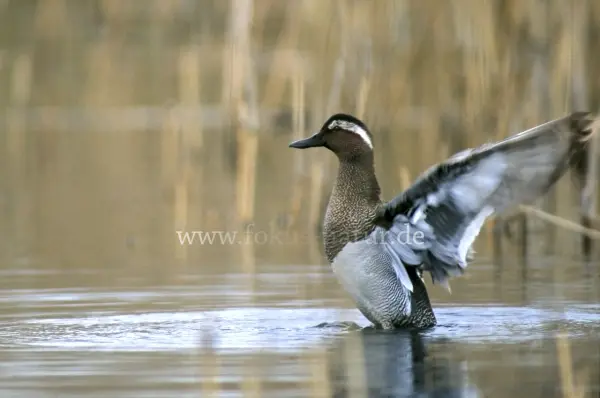 Fokus-Natur Bild