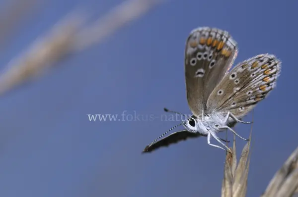 Fokus-Natur Bild