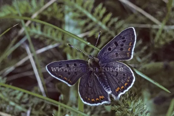 Fokus-Natur Bild