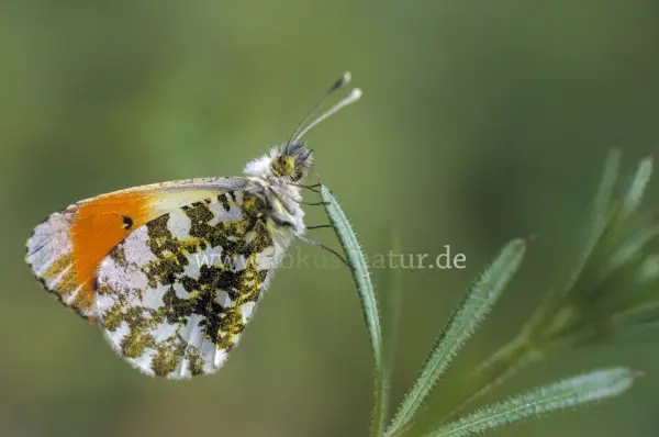 Fokus-Natur Bild