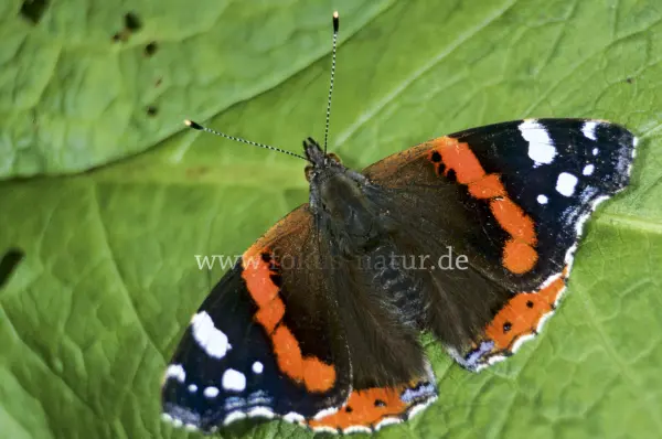 Fokus-Natur Bild