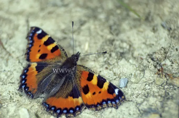 Fokus-Natur Bild