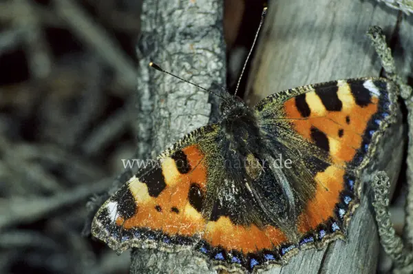 Fokus-Natur Bild