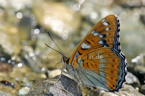 Fokus-Natur Bild