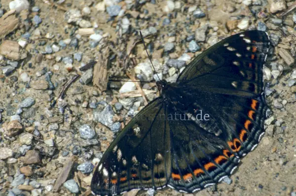 Fokus-Natur Bild