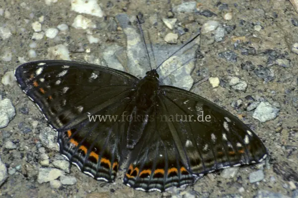 Fokus-Natur Bild